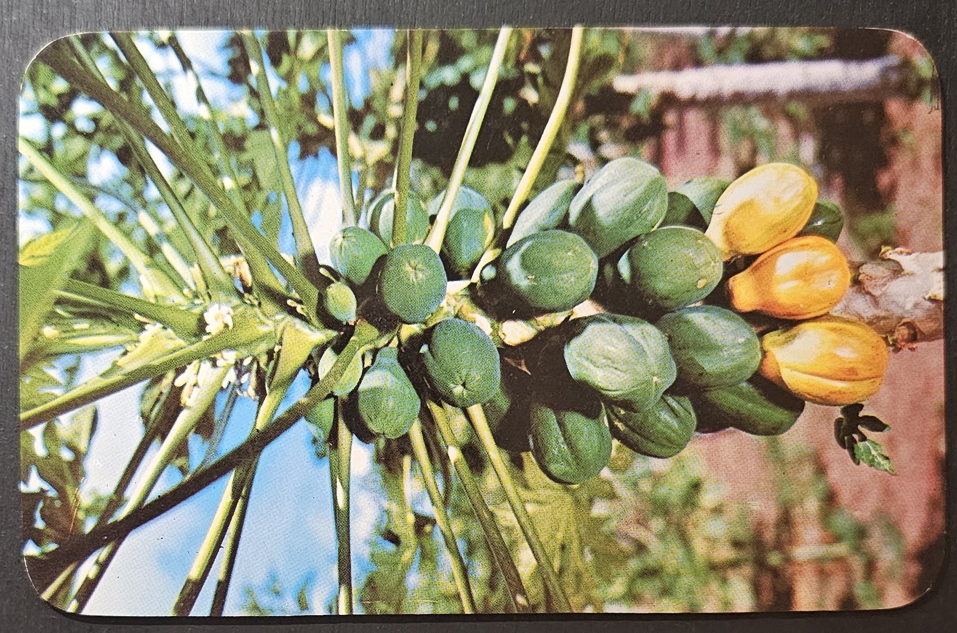 (image for) postcard USA - HI - Hawaii #0039